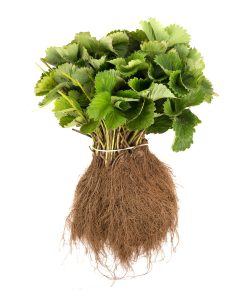 geboste verse aardbeiplanten 20 stuks