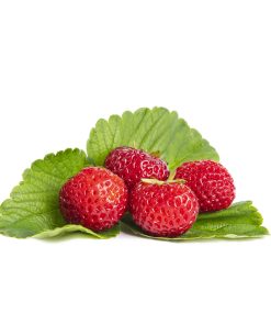 Mieze Schindler aardbeien van aardbeienplant