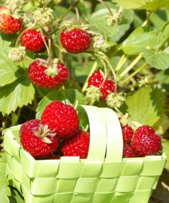 Mieze Schindler framboos aardbeien in mandje