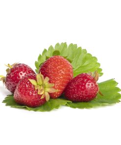 Lambada aardbeien van aardbeiplanten