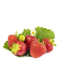 Sonata aardbeien van aardbeiplanten