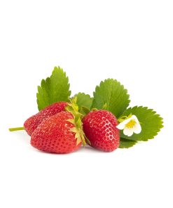 Furore aardbeien van aardbeienplant