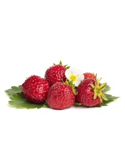 Senga Sengana aardbeien van aardbeienplant