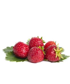 Senga Sengana aardbeien van aardbeienplanten