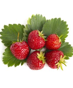 Senga Sengana aardbeien van aardbeiplanten