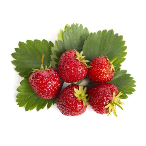 Senga Sengana aardbeien van aardbeiplanten