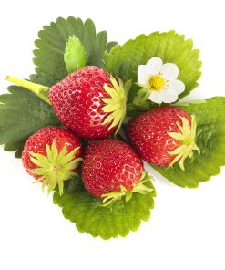Mara des Bois aardbeien van aardbeiplanten