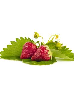 Malwina aardbeien van aardbeiplanten