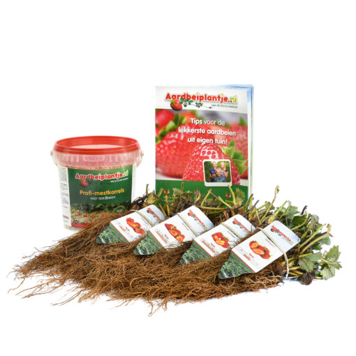 smulpakket aardbeiplanten 40 of 80 stuks met 1 kilo meststof en informatieboekje van aardbeiplantje.nl