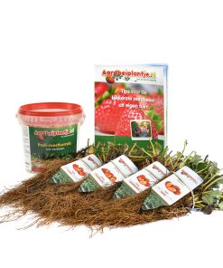 smulpakket aardbeiplanten 40 of 80 stuks met 1 kilo meststof en informatieboekje van aardbeiplantje.nl