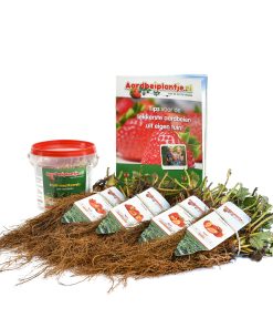 smulpakket aardbeiplanten 20 stuks met 500 gram meststof en informatieboekje van aardbeiplantje.nl
