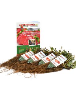 smulpakket met informatieboekje van aardbeiplantje.nl