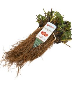 dikke frigo aardbeiplanten
