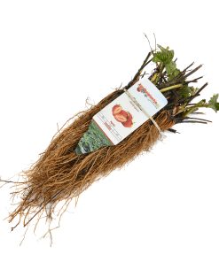 standaard frigo aardbeiplanten