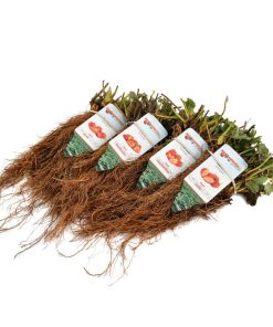 Smulpakket van aardbeiplantje.nl