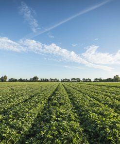 Velden met aardbeiplantjes