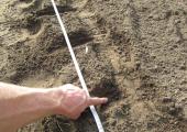 plantdichtheid van aardbeiplanten