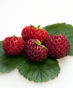 Mieze Schindler aardbeien van aardbeiplanten