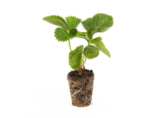 verse aardbeien powerplant