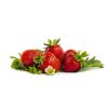 Rumba aardbei van aardbeienplant
