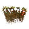 frigo aardbeiplanten rassen