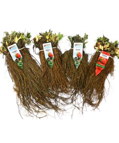 frigo aardbeiplanten rassen