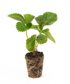 verse aardbeien powerplants