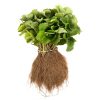 verse aardbeiplanten