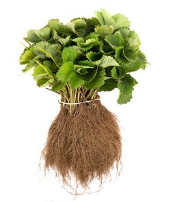 verse aardbeiplanten