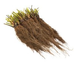 gesorteerde frigo aardbeiplanten