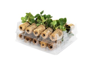Powerplug gekoelde aardbeien powerplants