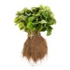 verse aardbei planten