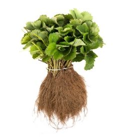 verse aardbei planten