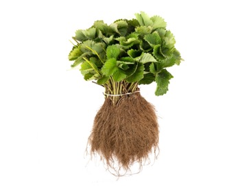 verse-aardbeiplanten verse aardbei planten