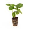 verse aardbeien powerplants