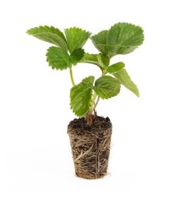verse aardbeien powerplants