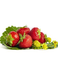 Sonsation aardbeien van aardbeiplanten