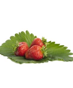 Maxim aardbei van aardbeienplanten
