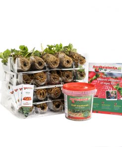 Smulpakketten powerplants, 40 en 80 stuks, met steeketiketten