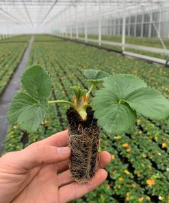 mini aardbei powerplant in de hand