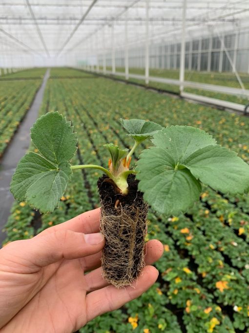 mini aardbei powerplant in de hand