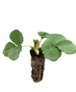 Mini powerplant aardbeien