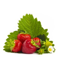 Falco aardbeienplant