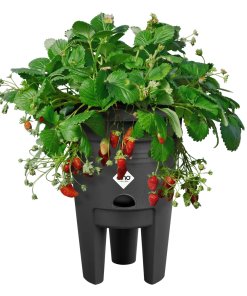 elho Aardbeienpot – met bloeiende aardbeiplanten en rode aardbeien
